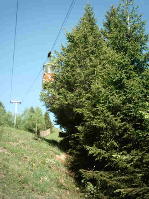 vor dem Holzen